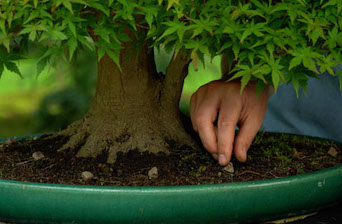 Bonsai Beginners Course