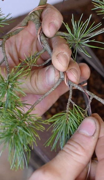 Advanced Bonsai Course 1