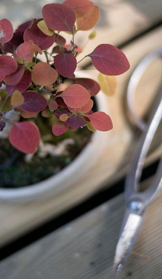 Developing Deciduous Bonsai