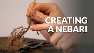 Bonsai surface roots (Nebari)