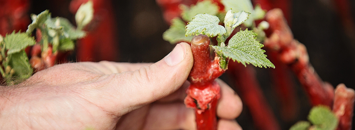 “The Sweet Science Behind Grapevines”