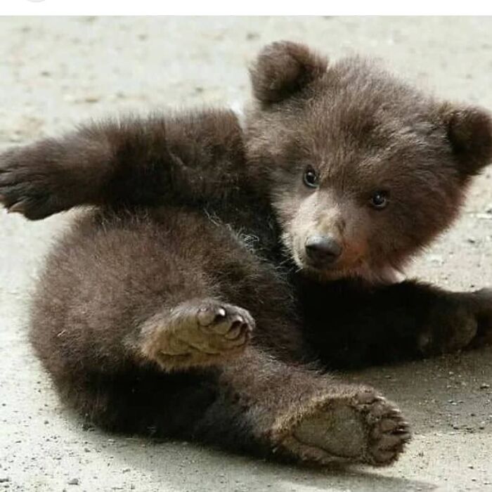 Little Bear