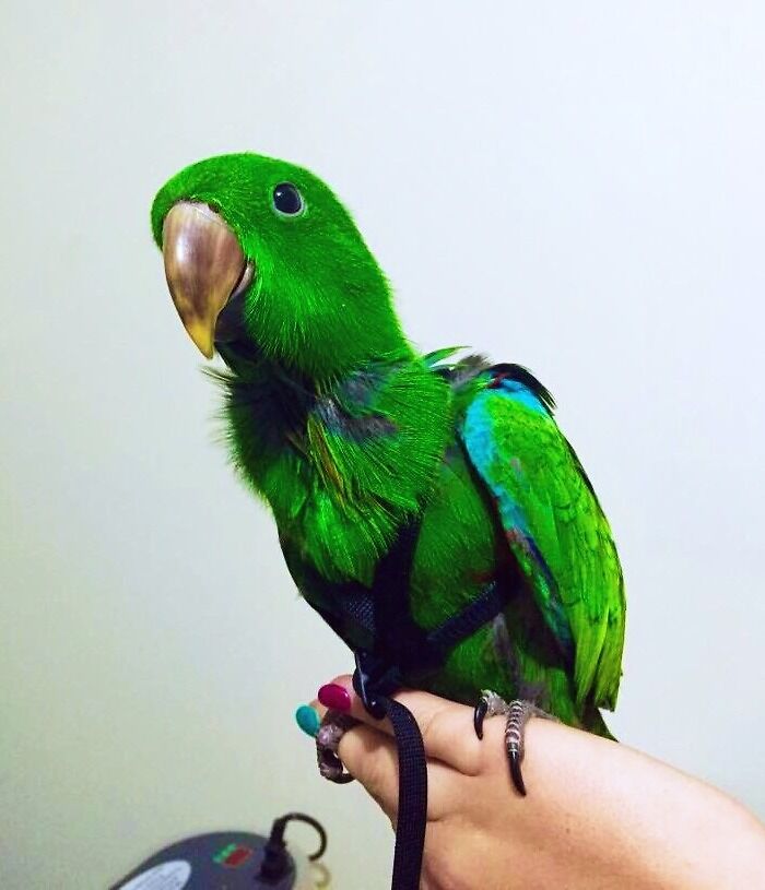 Not Your Usual Aww, But Here's Oliver, My New Baby Parrot