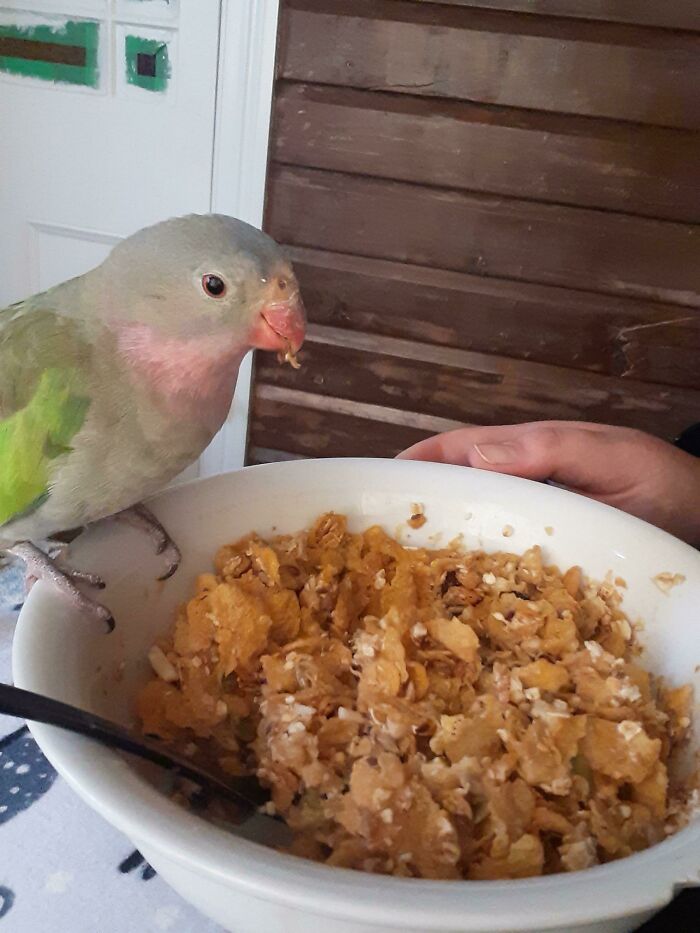 King Loves To Help Me Eat My Cereal