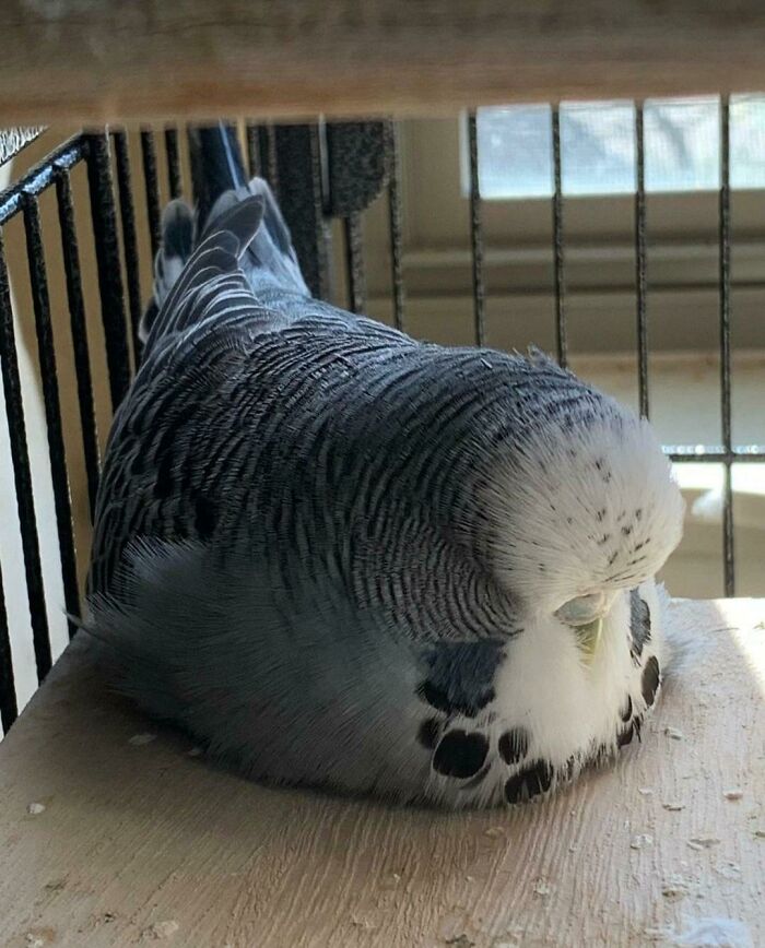 Sleeping Off Another Seed Binge