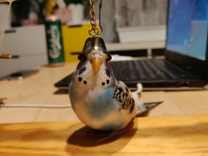 a parrot with a bell on his head