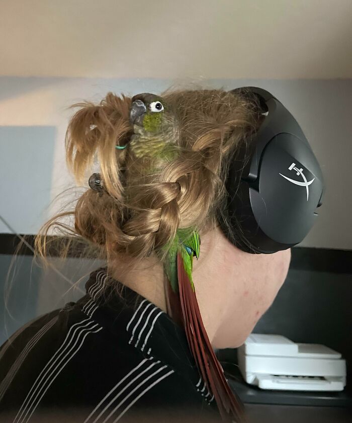 parrot using the hairstyle as a bird nest