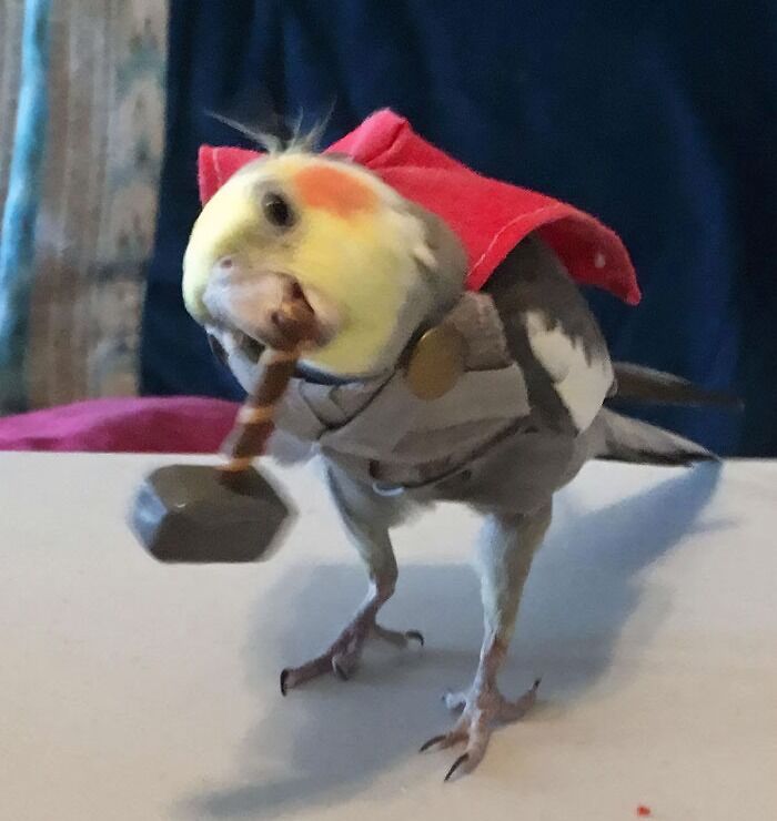 Thorbirb