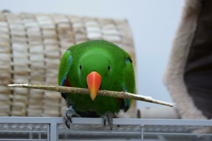 My Ekkie Concentrates And Waits For My Signal To Bring The Stick To Me