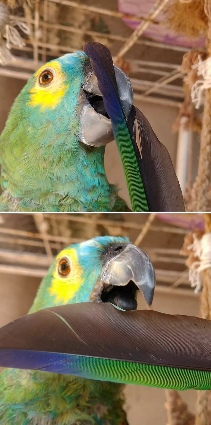 Cleaning My Feather That Fell Out, Making It Nice And Shiny With My Little Tongue