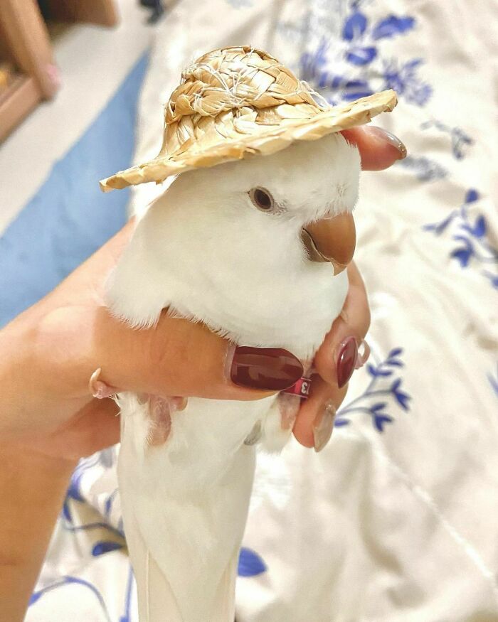 After Training Him With Food For A Few Days, He Eventually Let Me Wear This Silly Hat On His Little Tiny Head