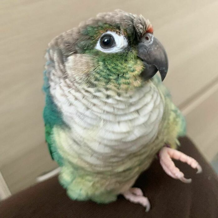 Weirdly Shaped Borb