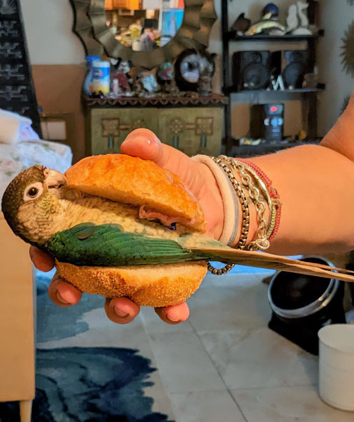 Birb Sandwich