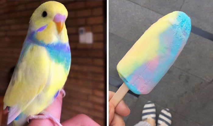 the parrot and the ice-cream are the same colors