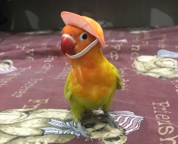 Skittle The Love Bird Got A New Hat