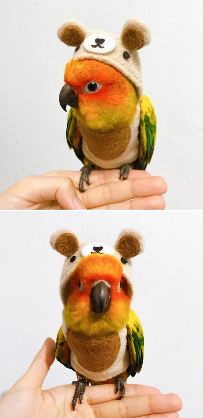 a parrot sitting on fingers in a bear hat