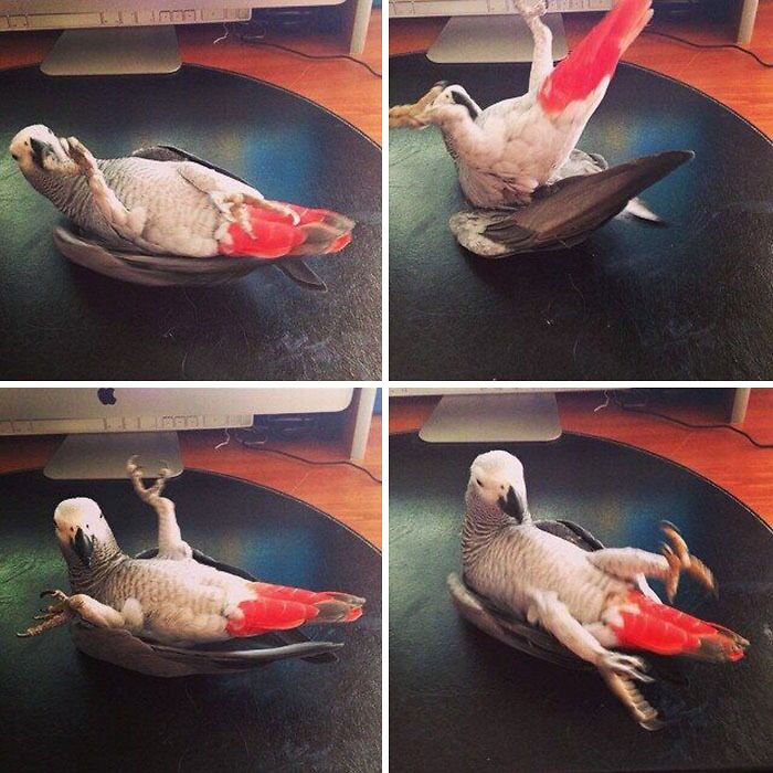 African Grey Parrot Playing Gymnastics