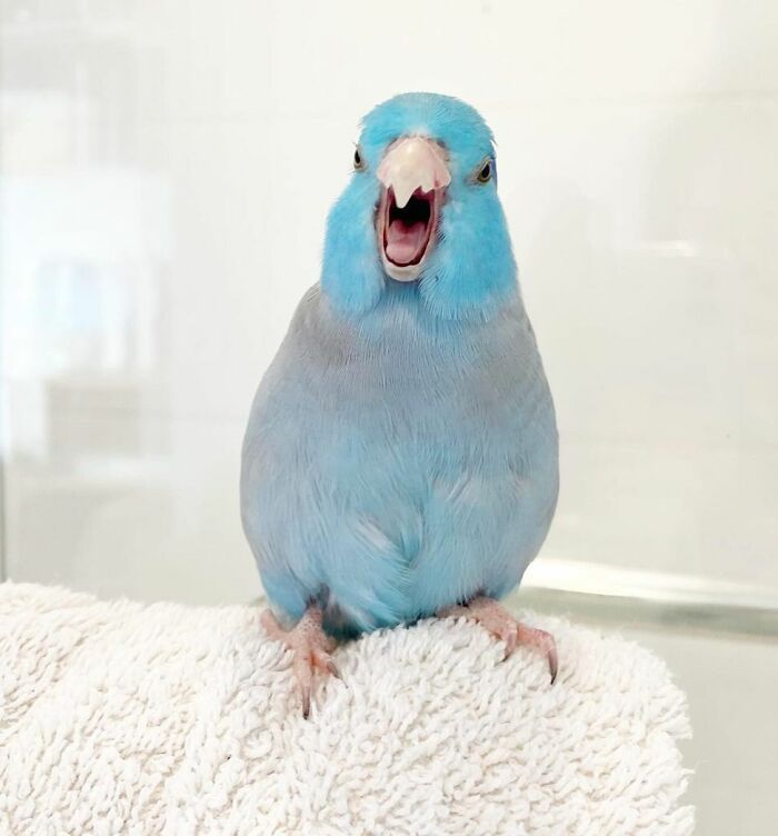 Blue The Parrotlet = 49.75% Bite Your Feet + 49.75% Bite Your Finger + 0.5% Cuteness