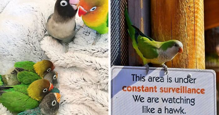 199 Times Parrots Were Caught Being The Cutest