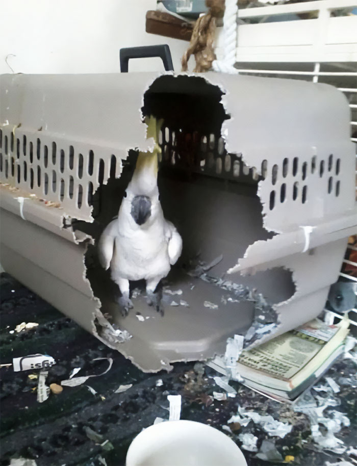 white parrot in a gnawed cage