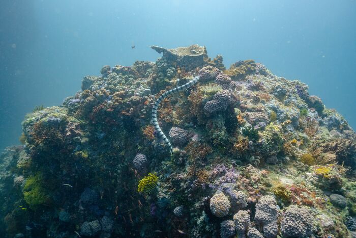 Snake swimming under the water 