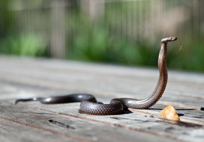 Snake on wooden planks 