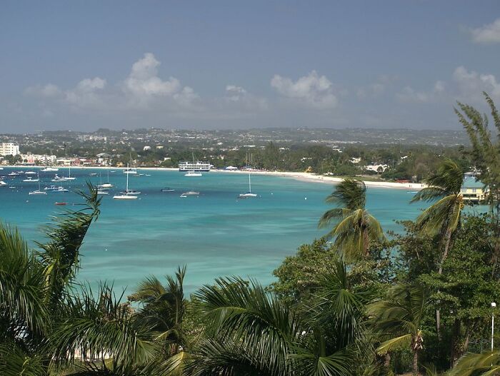 behind the palms the view of the shore with yachts