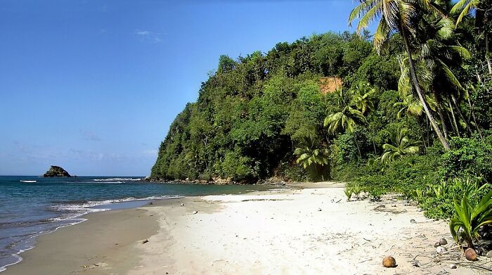 shore with white sand and green palms and trees