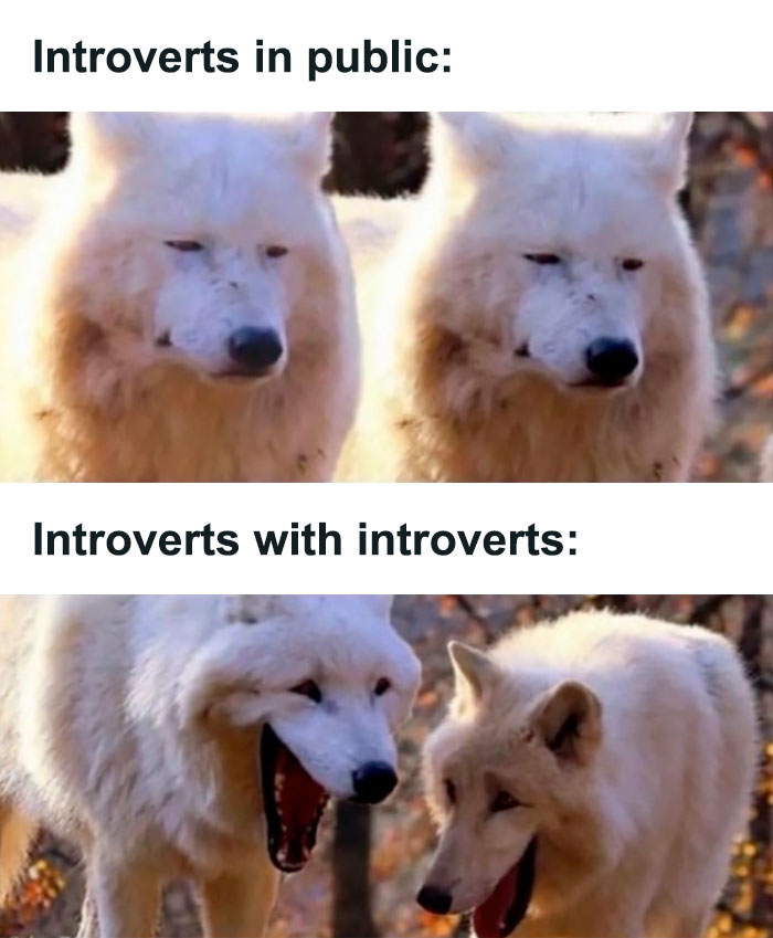 Introvert-Memes-By-Allabintroverts