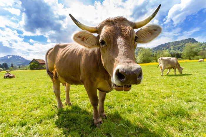 close up of a cow's face in the field