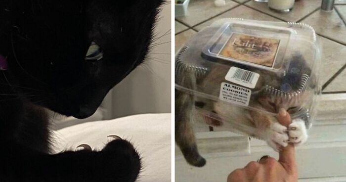 50 Adorably Frightening Pics Of Cats Showing That Their Owners Are Alive Because Of Their Mercy