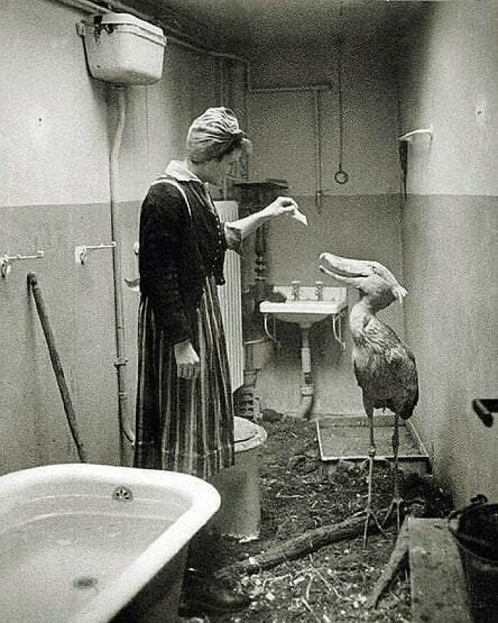 A woman feeds a large bird in a vintage bathroom; a historical moment depicting human-animal interaction.