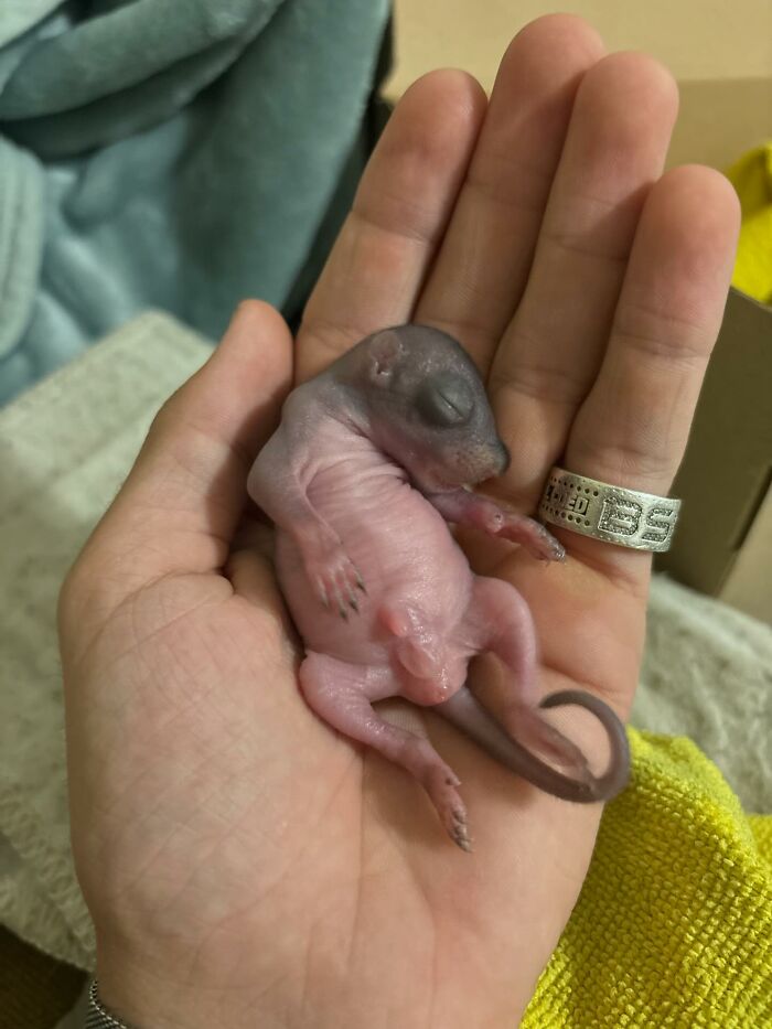 Tiny rescued creature in a man's hand, initially mistaken for something other than a squirrel.