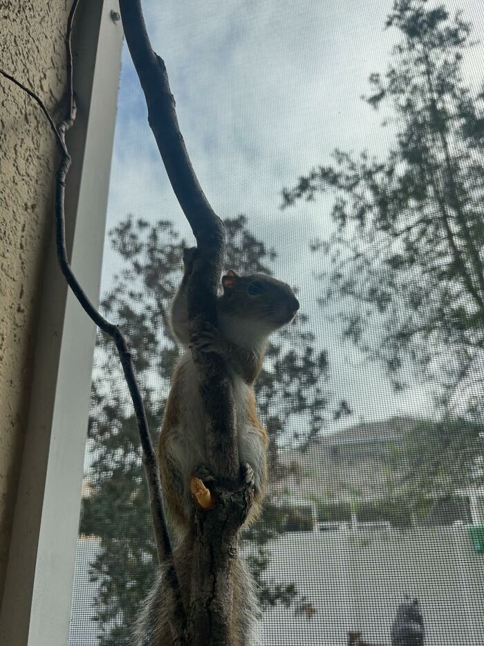 Tiny rescued squirrel climbing a tree branch, silhouetted against a cloudy sky.