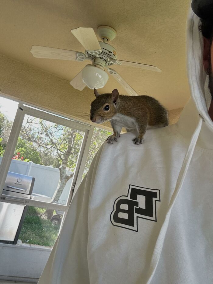 Man in a white hoodie with a rescued tiny squirrel on his shoulder inside a sunlit room.