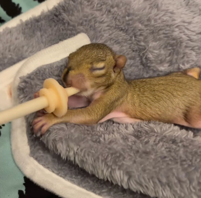 Tiny rescued squirrel being fed with a syringe, nestled on a soft gray blanket.