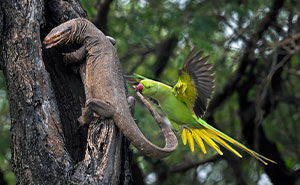 The SINWP Bird Photographer Of The Year 2024: The Best In Avian Photography (104 Pics)