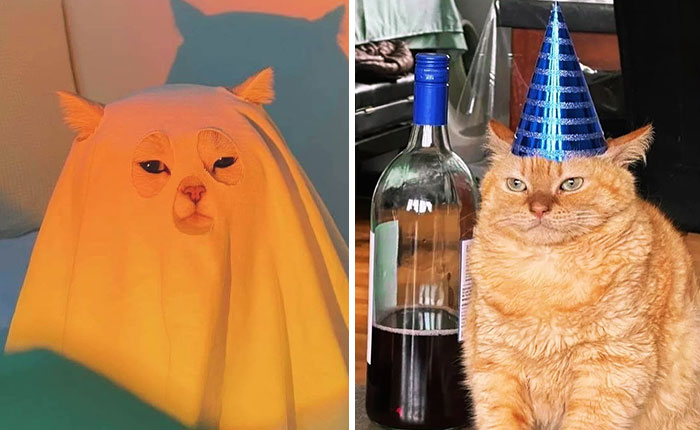 This Dedicated Instagram Page Shares Only Silly Cat Memes, So Here Are The 30 Best Ones