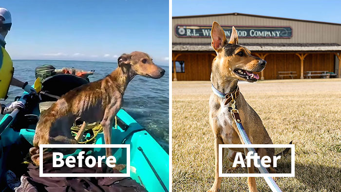 Man Discovers Stranded Dog On Remote Island And Changes His Life Forever