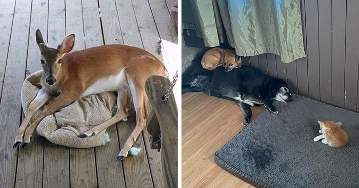 40 Instances Of Dogs Getting Their Beds Stolen In The Most Hilarious Ways