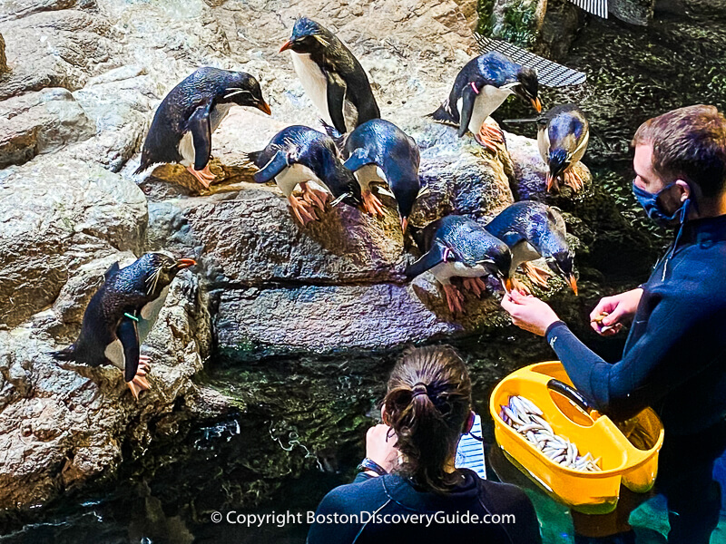 Penguins being fed at the New England Aquarium