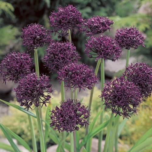 Allium Atropurpureum Bulbs