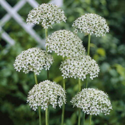 Allium Nigrum...