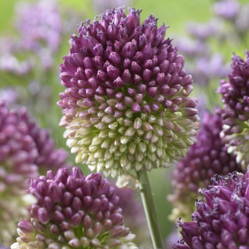 Allium Sphaerocephalon Bulbs