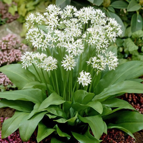 Allium Ursinum (Wild...