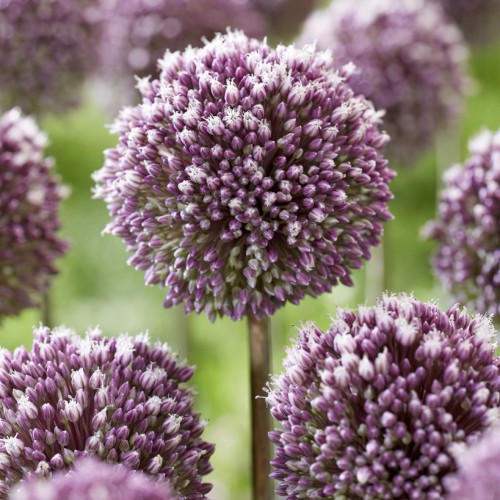 Allium Summer Drummer Bulbs