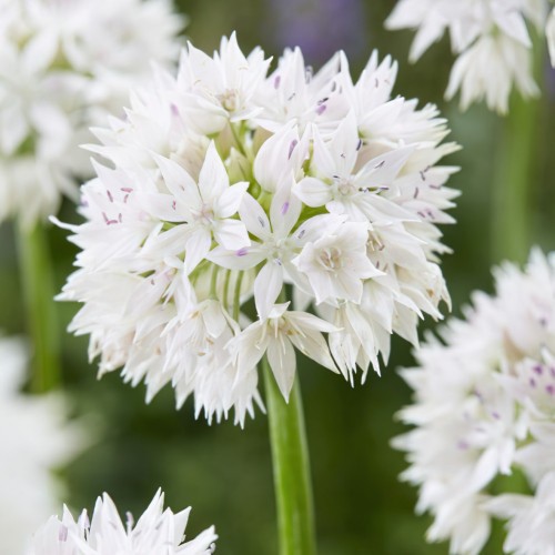 Allium Graceful Beauty Bulbs