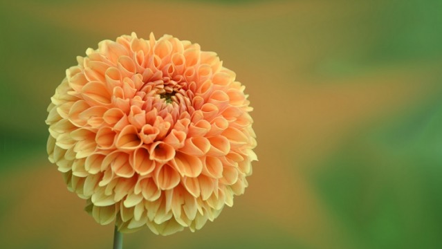 Guide to Planting Dahlias 