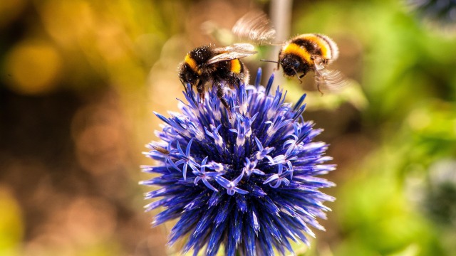 How to create an insect paradise in your garden