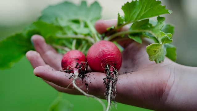 Starting your own vegetable patch